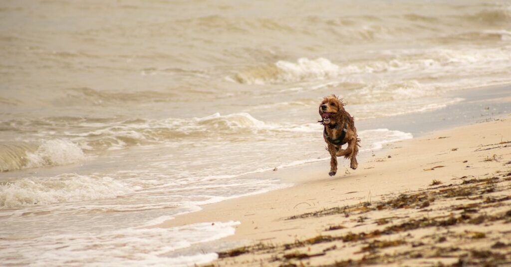 A joyful dog enjoying a run on the sandy shores of Progreso Beach, Yucatán.
